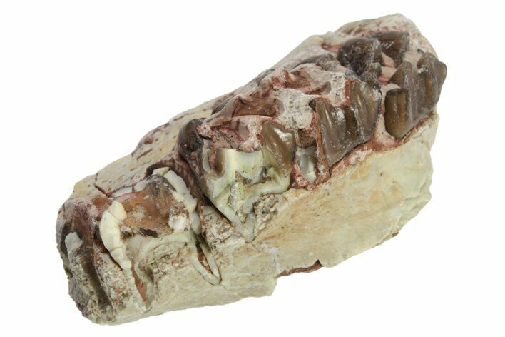 Fossil Horse (Mesohippus) Jaw Section - South Dakota #223414